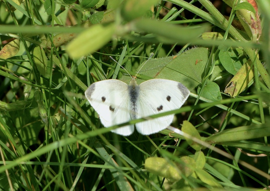 Pieris manni (femmine), credo!